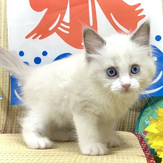 神奈川県のラグドール (犬の家＆猫の里小田原店/2026年6月14日生まれ/男の子/ブルーポイントバイカラー)の子猫の1枚目の画像