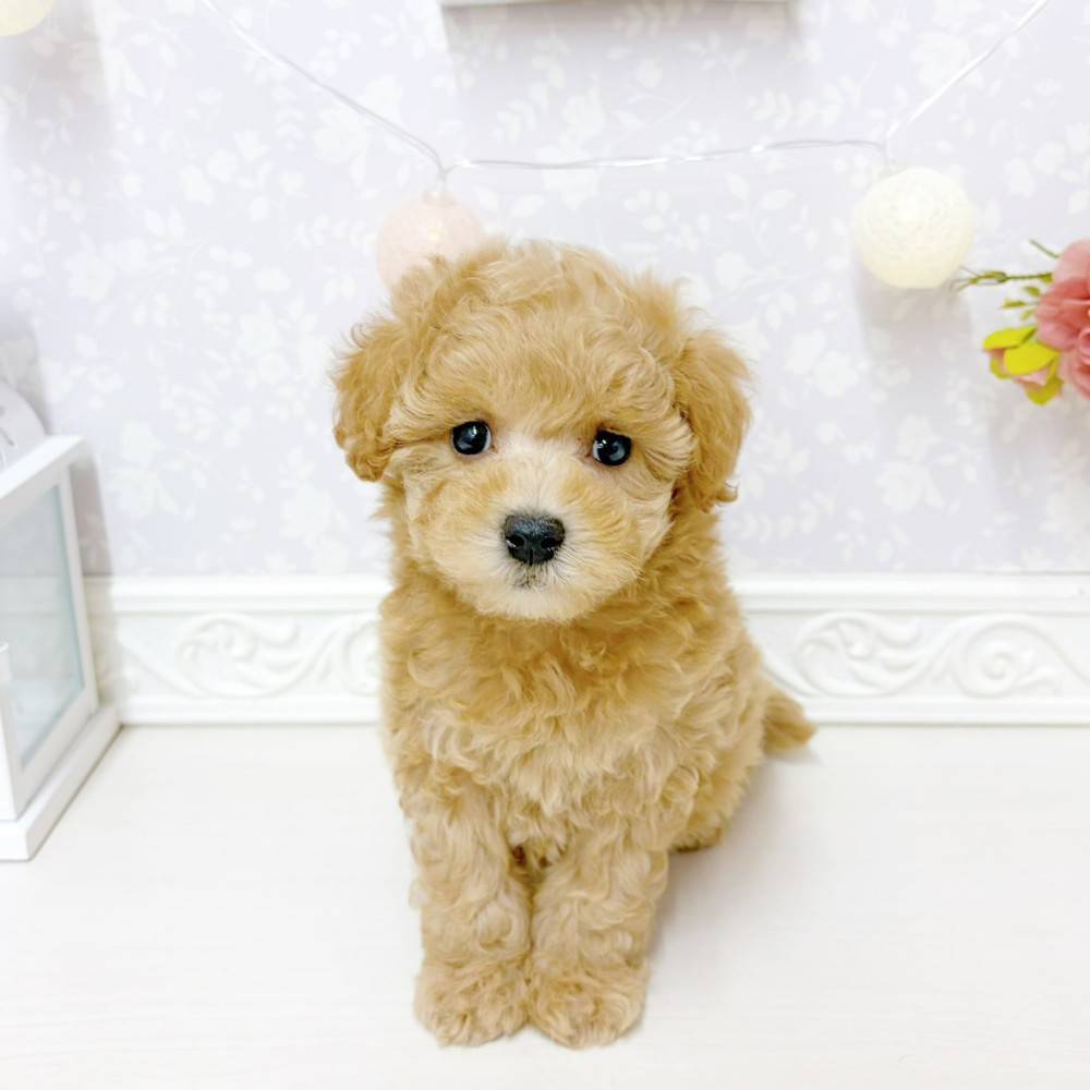 富山県のマルプー(マルチーズ×プードル) (犬の家＆猫の里アミーゴ山室店/2026年6月13日生まれ/女の子/オレンジフォーン)の子犬の1枚目の画像