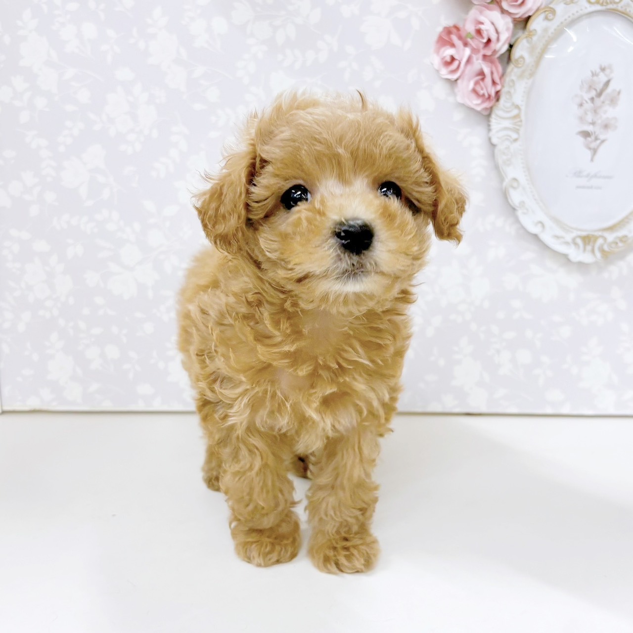 富山県のマルプー(マルチーズ×プードル) (犬の家＆猫の里アミーゴ高岡蓮花寺店/2026年6月13日生まれ/女の子/オレンジフォーン)の子犬の2枚目の画像