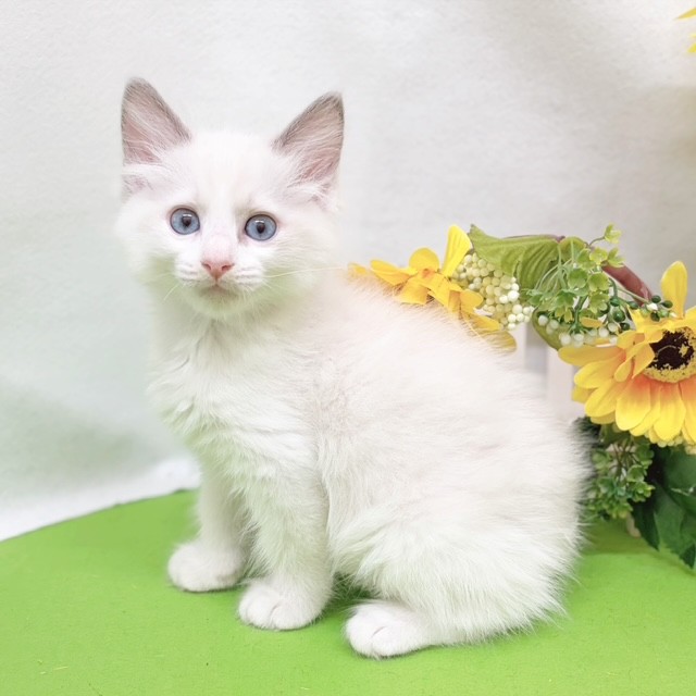 静岡県のラグドール (犬の家＆猫の里藤枝店/2026年6月15日生まれ/男の子/ブルーポイントバイカラー)の子猫の1枚目の画像