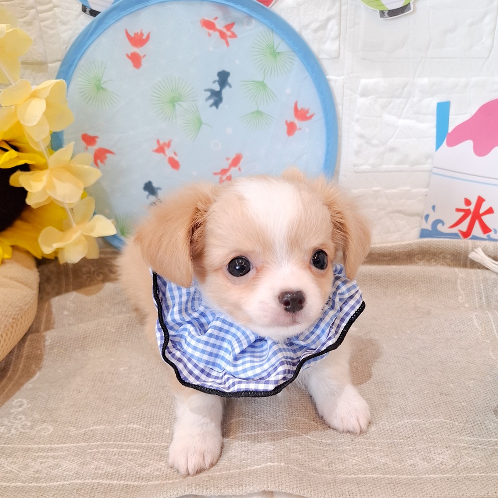 静岡県のチワワ(ロング) (犬の家＆猫の里富士店/2026年6月16日生まれ/男の子/クリームホワイト)の子犬の1枚目の画像