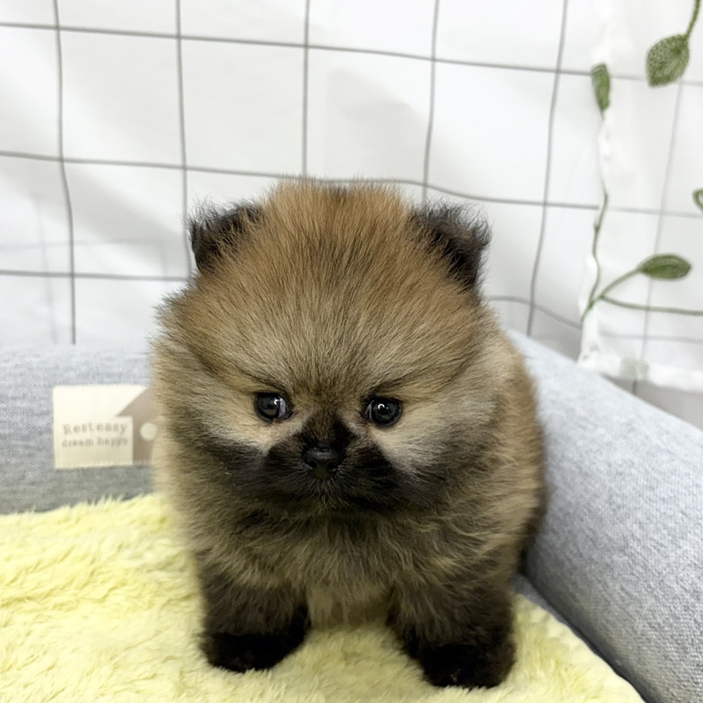 長野県のポメラニアン (犬の家＆猫の里塩尻店/2026年6月14日生まれ/男の子/オレンジセーブル)の子犬の2枚目の画像