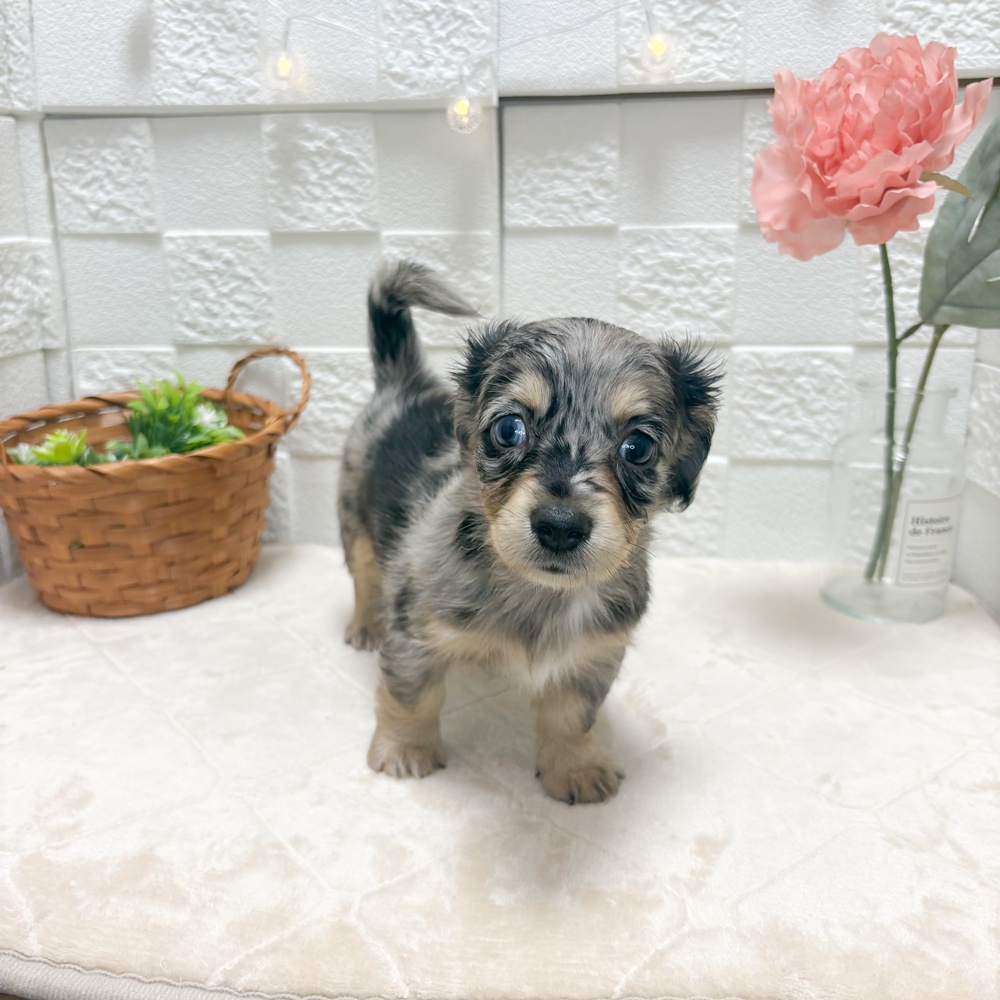 東京都のチワックス(チワワ×ダックス) (犬の家＆猫の里ペットフォレスト小平店/2026年6月16日生まれ/女の子/シルバーダップル)の子犬の2枚目の画像