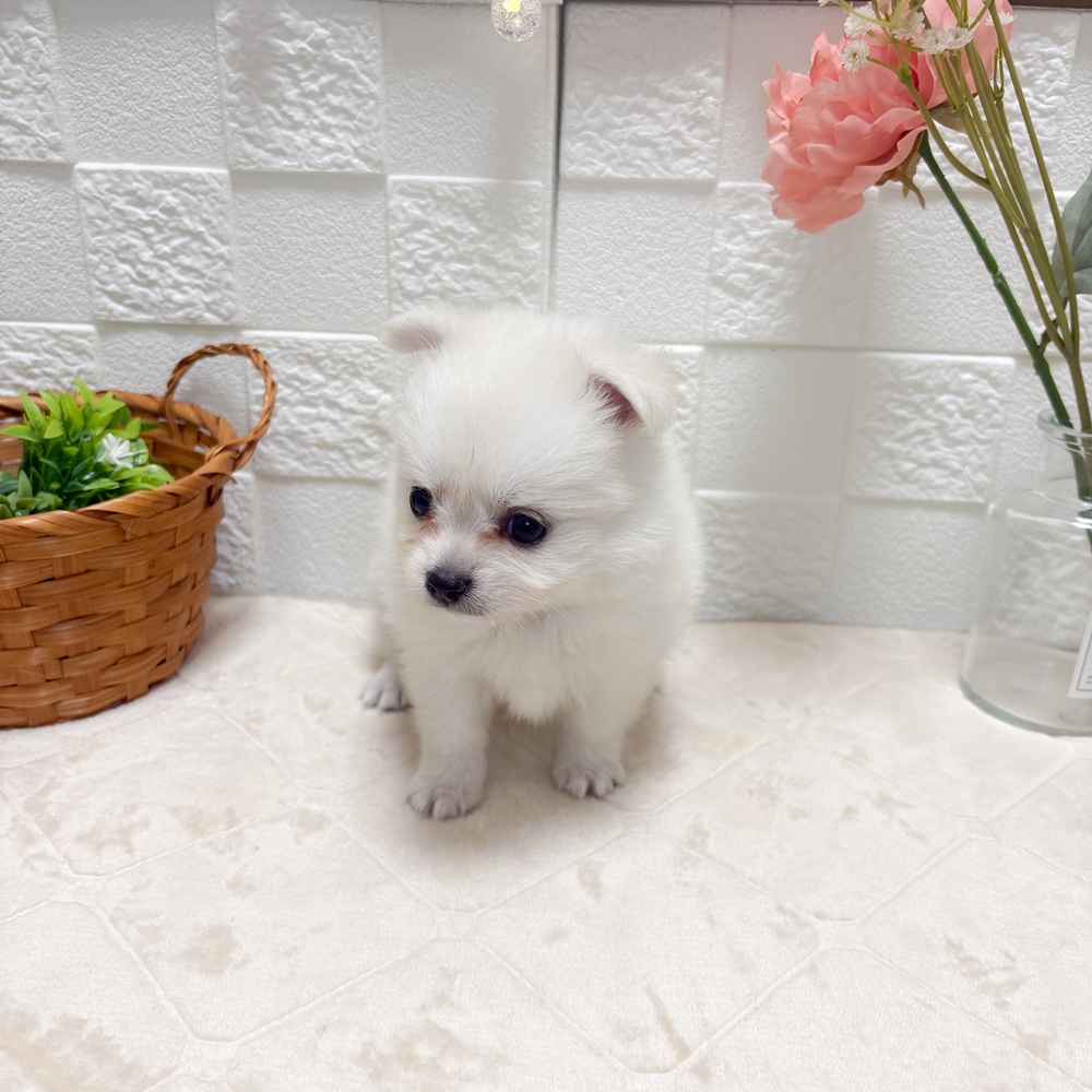 東京都のポメチワ/チワポメ/ポメチー(ポメラニアン×チワワ) (犬の家＆猫の里ペットフォレスト小平店/2026年6月13日生まれ/女の子/ホワイト)の子犬の2枚目の画像