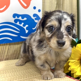 神奈川県のミニチュアダックスフンド(ロング) (犬の家＆猫の里小田原店/2026年6月16日生まれ/男の子/シルバーダップル)の子犬の1枚目の画像