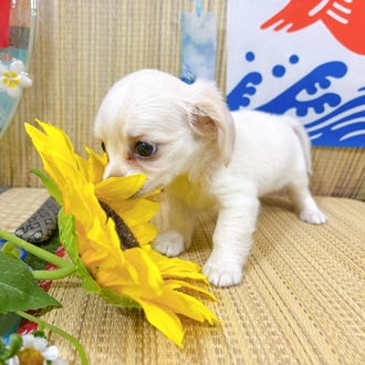 神奈川県のチワックス(チワワ×ダックス) (犬の家＆猫の里小田原店/2026年6月29日生まれ/女の子/クリーム)の子犬の2枚目の画像