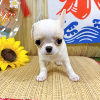 神奈川県のチワワ(スムース) (犬の家＆猫の里小田原店/2026年6月30日生まれ/男の子/ホワイトクリーム)の子犬の2枚目の画像