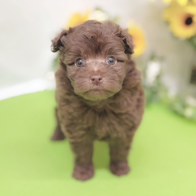 静岡県のポメプー(ポメラニアン×プードル) (犬の家＆猫の里藤枝店/2026年6月14日生まれ/女の子/チョコレート)の子犬の1枚目の画像