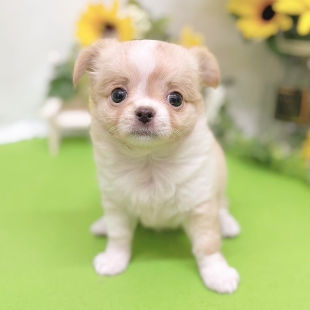 静岡県のチワワ(ロング) (犬の家＆猫の里藤枝店/2026年6月14日生まれ/女の子/クリームホワイト)の子犬の1枚目の画像