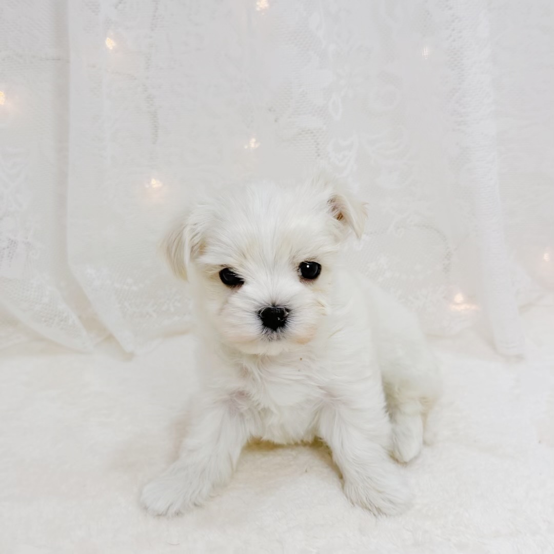 千葉県のマルチーズ (犬の家＆猫の里BIGHOPガーデンモール印西店/2026年6月15日生まれ/男の子/ホワイト)の子犬の2枚目の画像