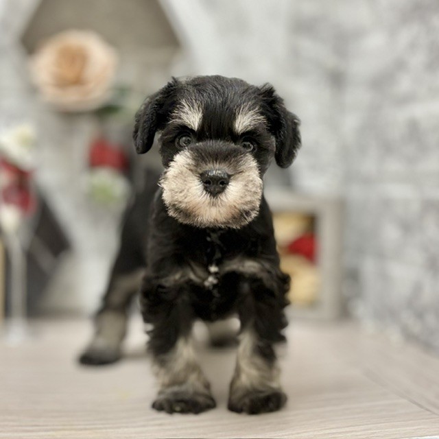 千葉県のミニチュアシュナウザー (犬の家＆猫の里ワンズモール稲毛店/2026年6月14日生まれ/男の子/ブラックシルバー)の子犬の2枚目の画像