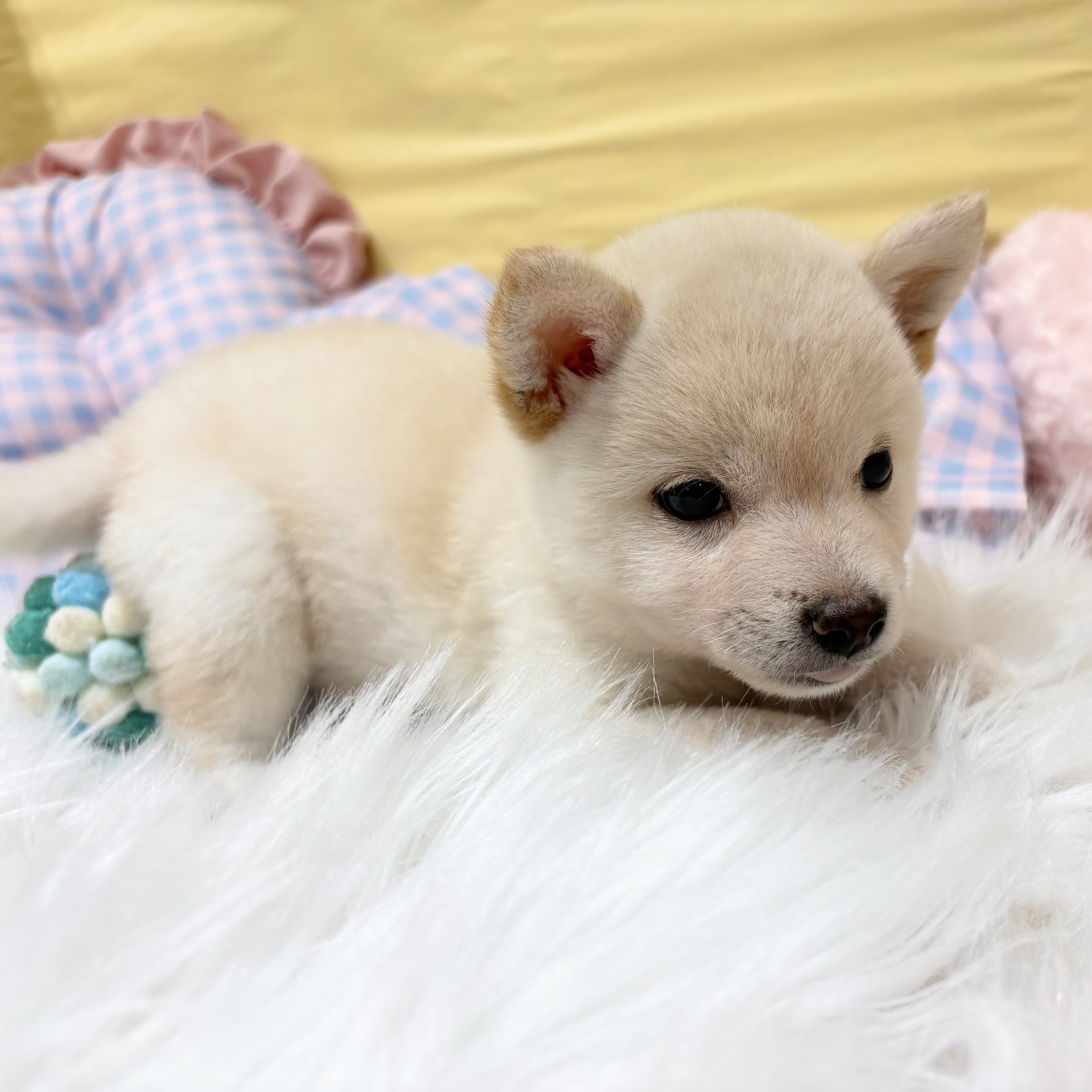 神奈川県の豆柴 (犬の家＆猫の里元住吉ブレーメン通り店/2026年6月14日生まれ/男の子/白)の子犬の2枚目の画像