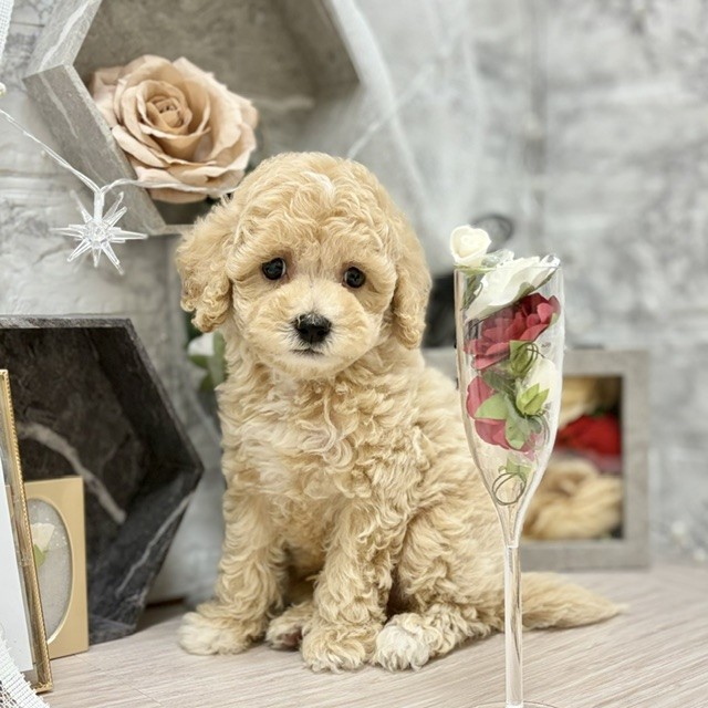 千葉県のビションプー(ビションフリーゼ×プードル) (犬の家＆猫の里ワンズモール稲毛店/2026年6月14日生まれ/男の子/クリーム)の子犬の2枚目の画像