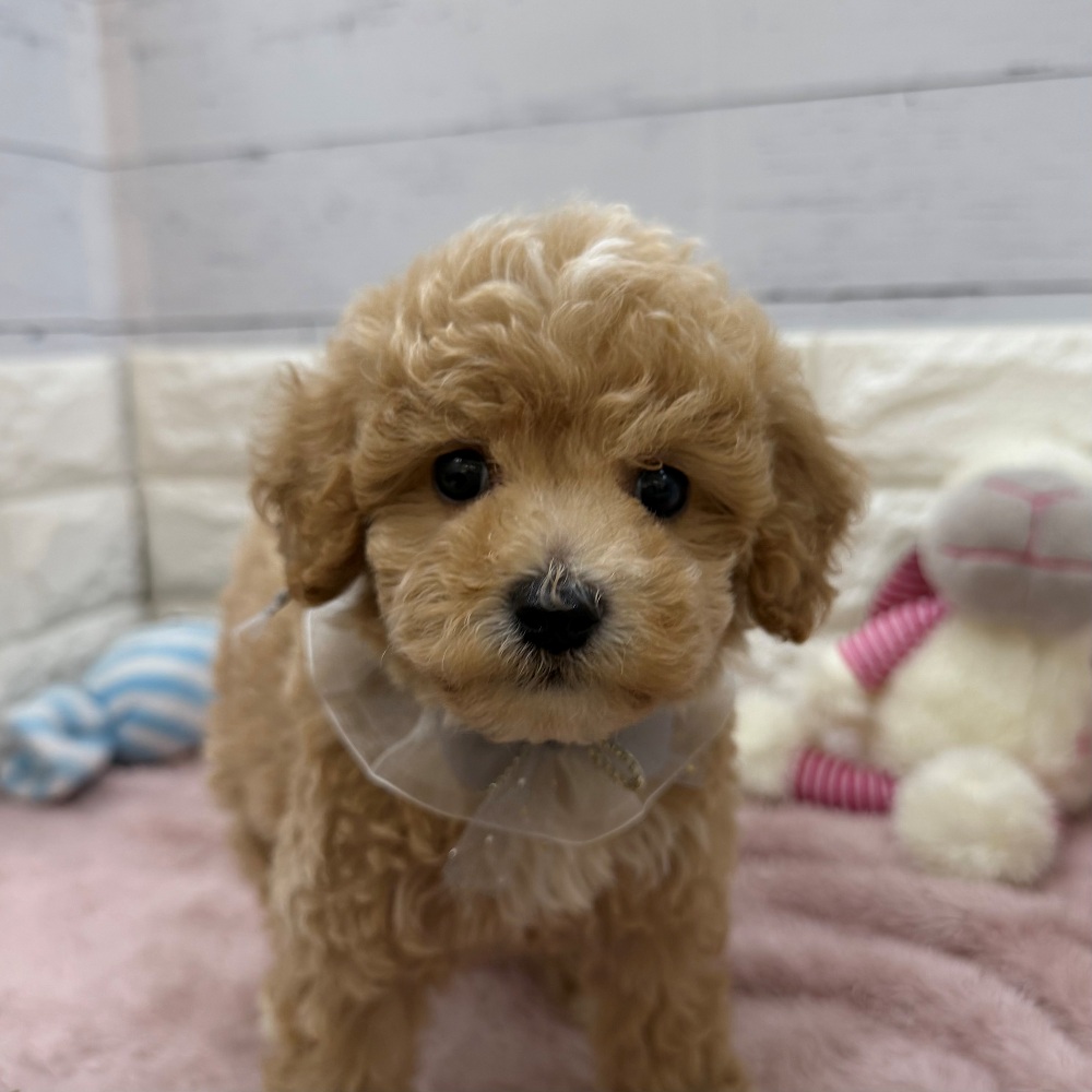 静岡県のビションプー(ビションフリーゼ×プードル) (犬の家＆猫の里アミーゴ浜松和田店/2026年6月14日生まれ/男の子/クリーム)の子犬の1枚目の画像