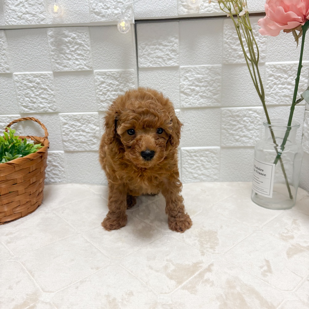 東京都のトイプードル(トイ) (犬の家＆猫の里ペットフォレスト小平店/2026年6月15日生まれ/男の子/レッド)の子犬の1枚目の画像
