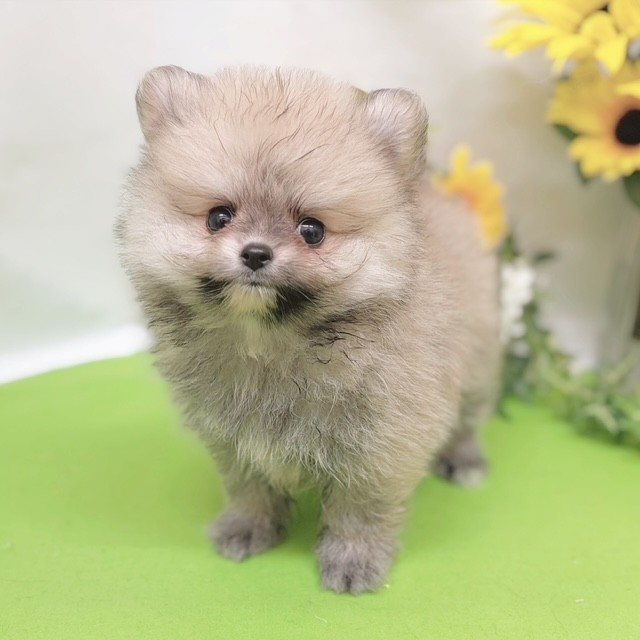 静岡県のポメラニアン (犬の家＆猫の里藤枝店/2026年6月16日生まれ/男の子/オレンジセーブル)の子犬の1枚目の画像