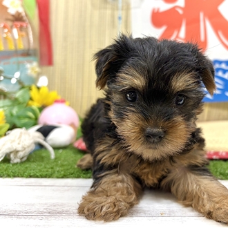 神奈川県のヨークシャーテリア (犬の家＆猫の里小田原店/2026年6月16日生まれ/男の子/スチールブルータン)の子犬の1枚目の画像