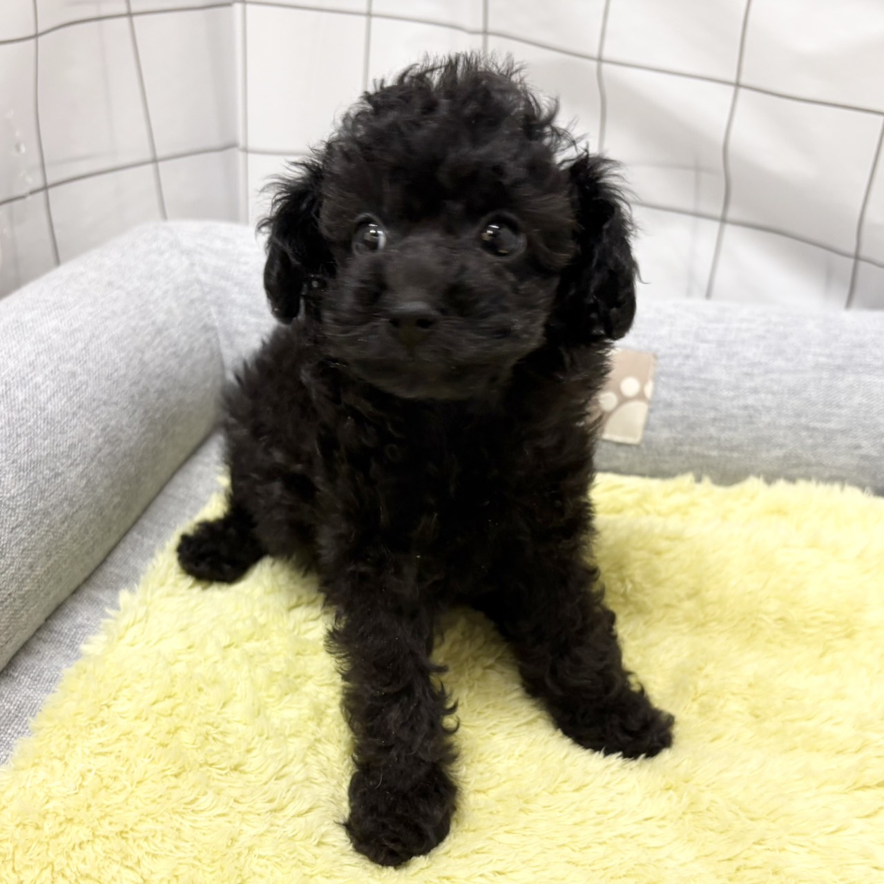 長野県のトイプードル(タイニー) (犬の家＆猫の里塩尻店/2026年6月13日生まれ/女の子/ブラック)の子犬の2枚目の画像