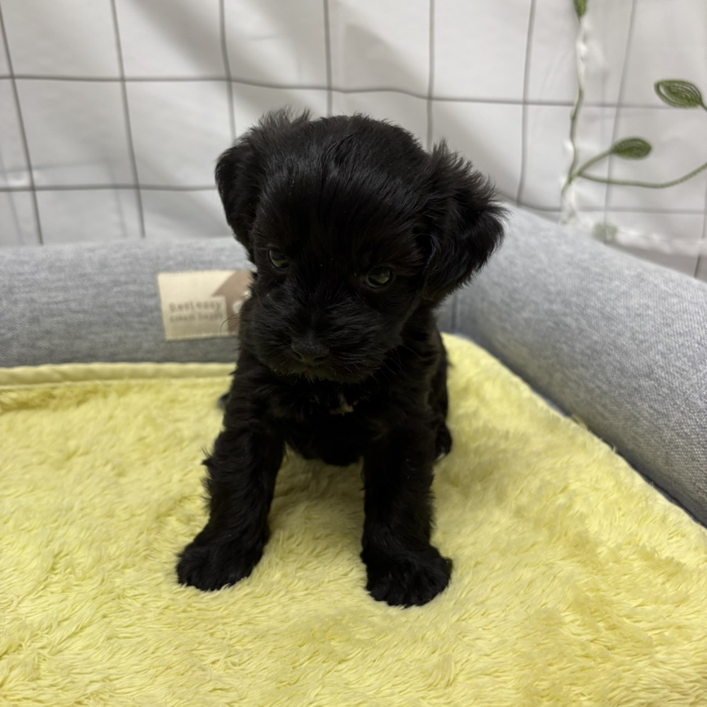 長野県のヨープー(ヨークシャーテリア×プードル) (犬の家＆猫の里塩尻店/2026年6月15日生まれ/女の子/ブラック)の子犬の2枚目の画像