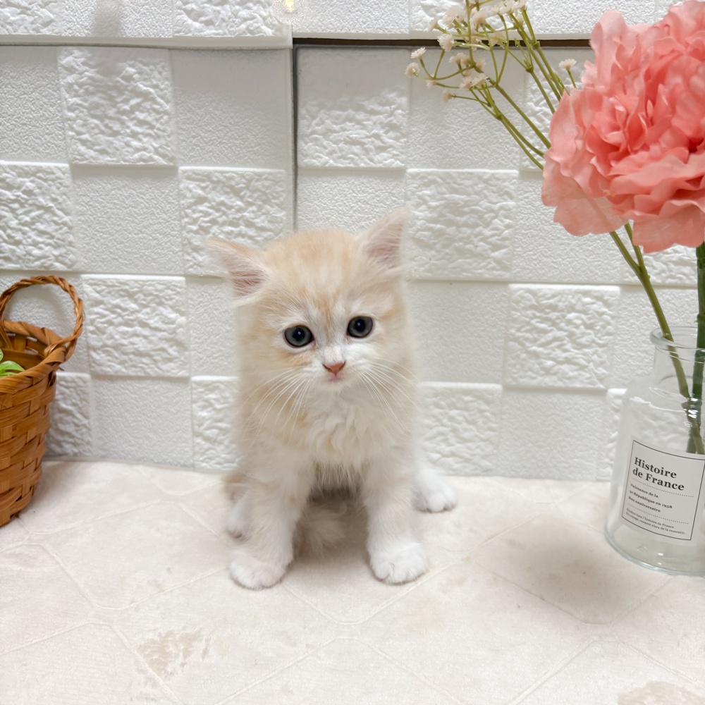 東京都のマンチカン (犬の家＆猫の里ペットフォレスト小平店/2026年6月14日生まれ/女の子/レッドタビー)の子猫の2枚目の画像