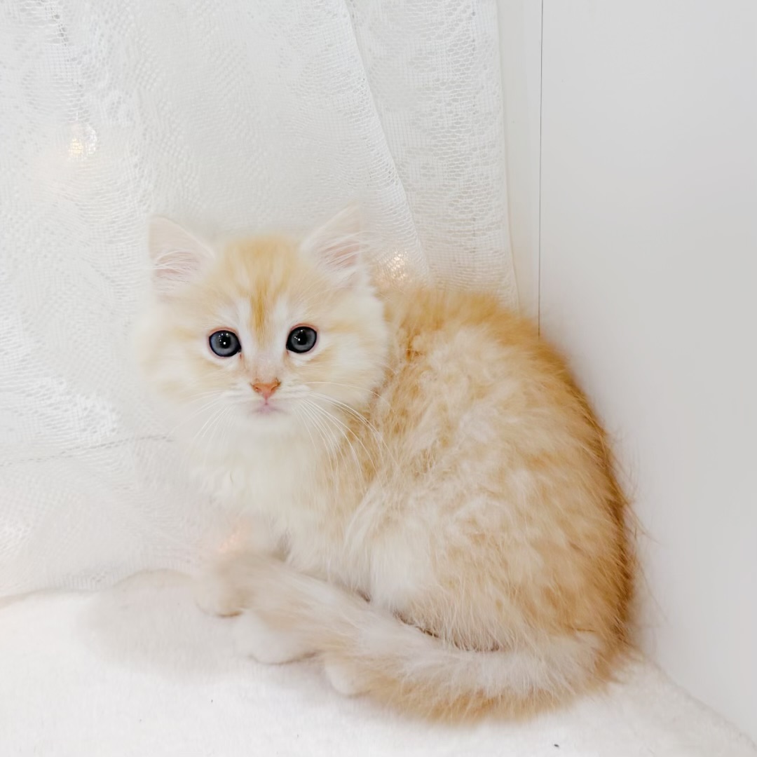 千葉県のマンチカン (犬の家＆猫の里BIGHOPガーデンモール印西店/2026年6月14日生まれ/女の子/レッドタビーホワイト)の子猫の2枚目の画像