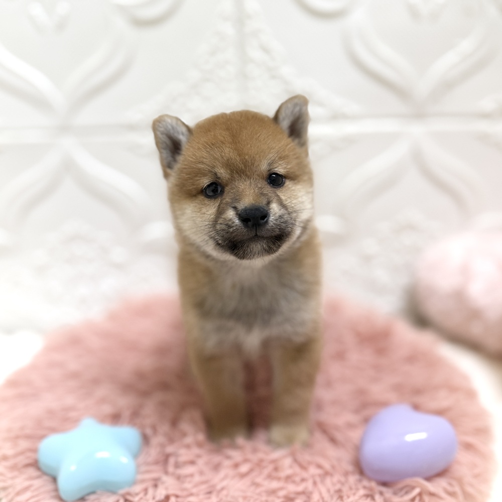 レッド(赤系)の柴犬の子犬一覧 | ペットショップ 犬の家&猫の里 | 子犬