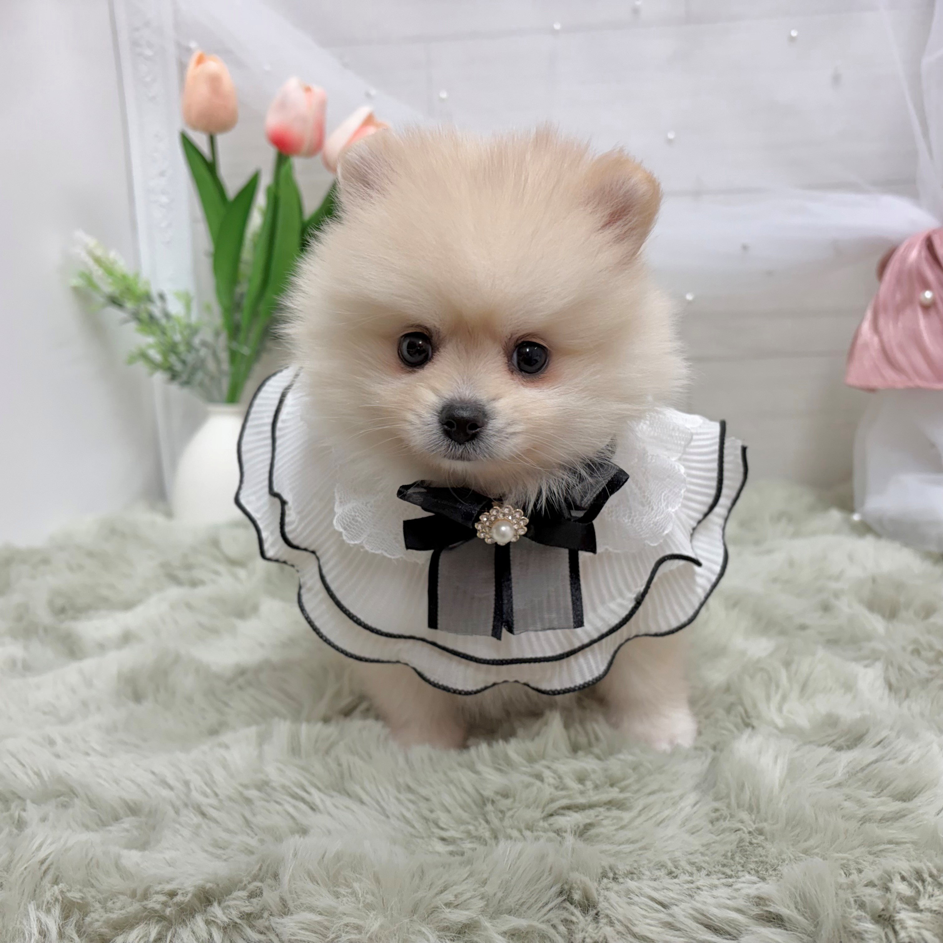 神奈川県のポメラニアン (犬の家＆猫の里相模原店/2026年6月16日生まれ/女の子/クリーム)の子犬の2枚目の画像