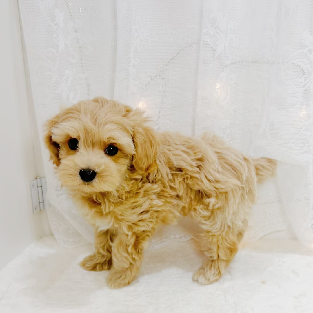 千葉県のマルプー(マルチーズ×プードル) (犬の家＆猫の里BIGHOPガーデンモール印西店/2026年6月10日生まれ/男の子/クリーム)の子犬の2枚目の画像