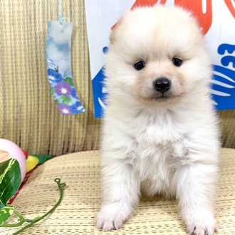 ハーフ犬男の子の写真