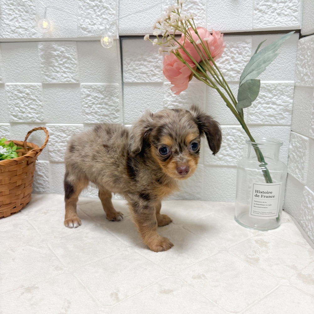 東京都のチワックス(チワワ×ダックス) (犬の家＆猫の里ペットフォレスト小平店/2026年6月14日生まれ/女の子/チョコレートダップル)の子犬の2枚目の画像