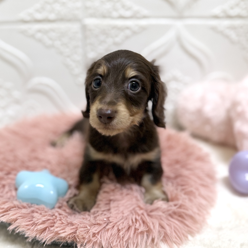 愛知県のミニチュアダックスフンド(ロング) (犬の家＆猫の里岡崎店/2026年6月14日生まれ/男の子/チョコレートイエロー)の子犬の2枚目の画像