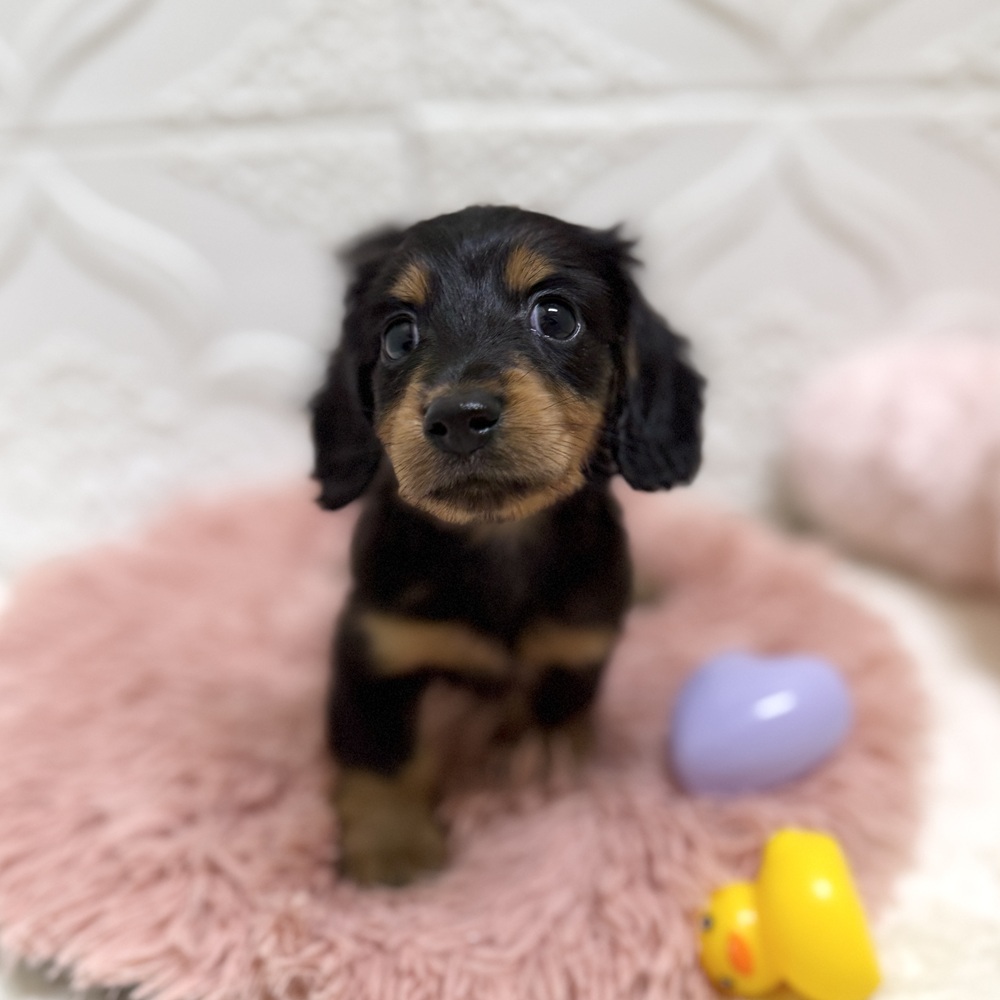 愛知県のミニチュアダックスフンド(ロング) (犬の家＆猫の里岡崎店/2026年6月14日生まれ/男の子/ブラックタン)の子犬の2枚目の画像
