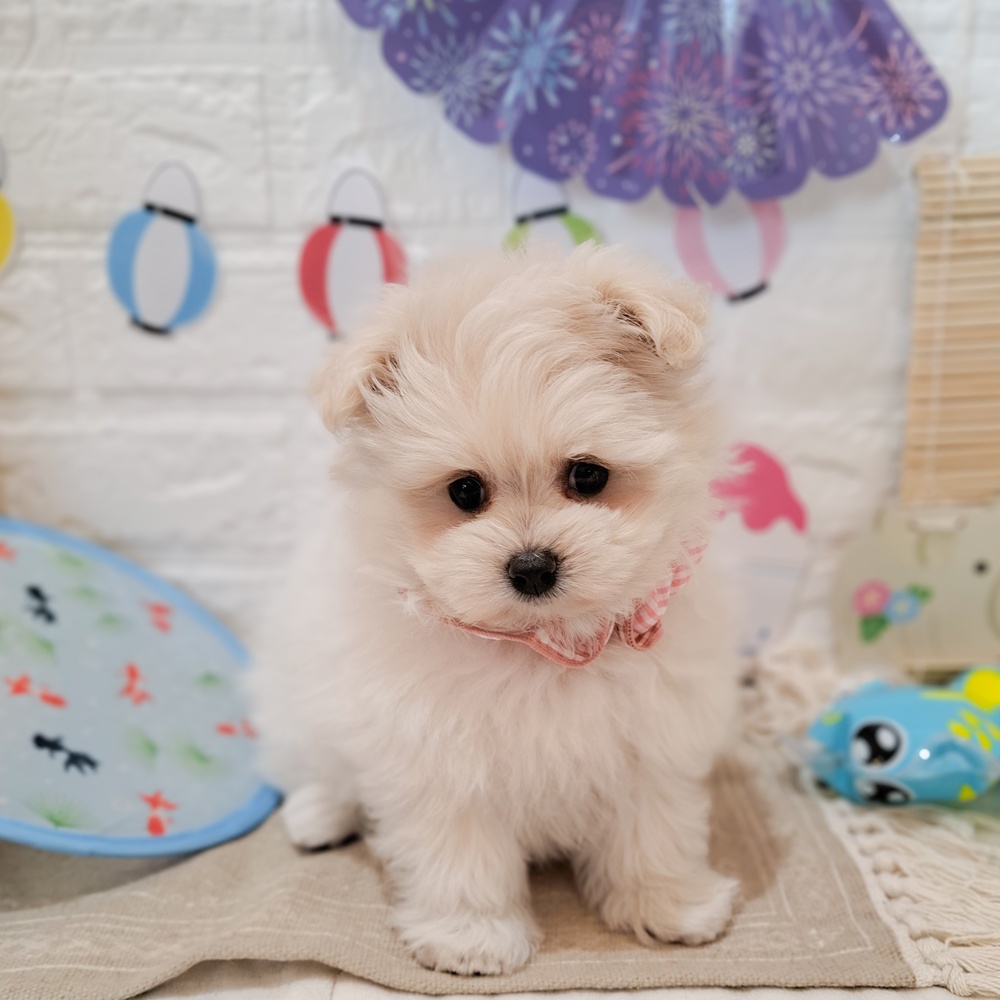 静岡県のポメマル/マルポメ(ポメラニアン×マルチーズ) (犬の家＆猫の里富士店/2026年6月12日生まれ/女の子/ホワイト)の子犬の1枚目の画像