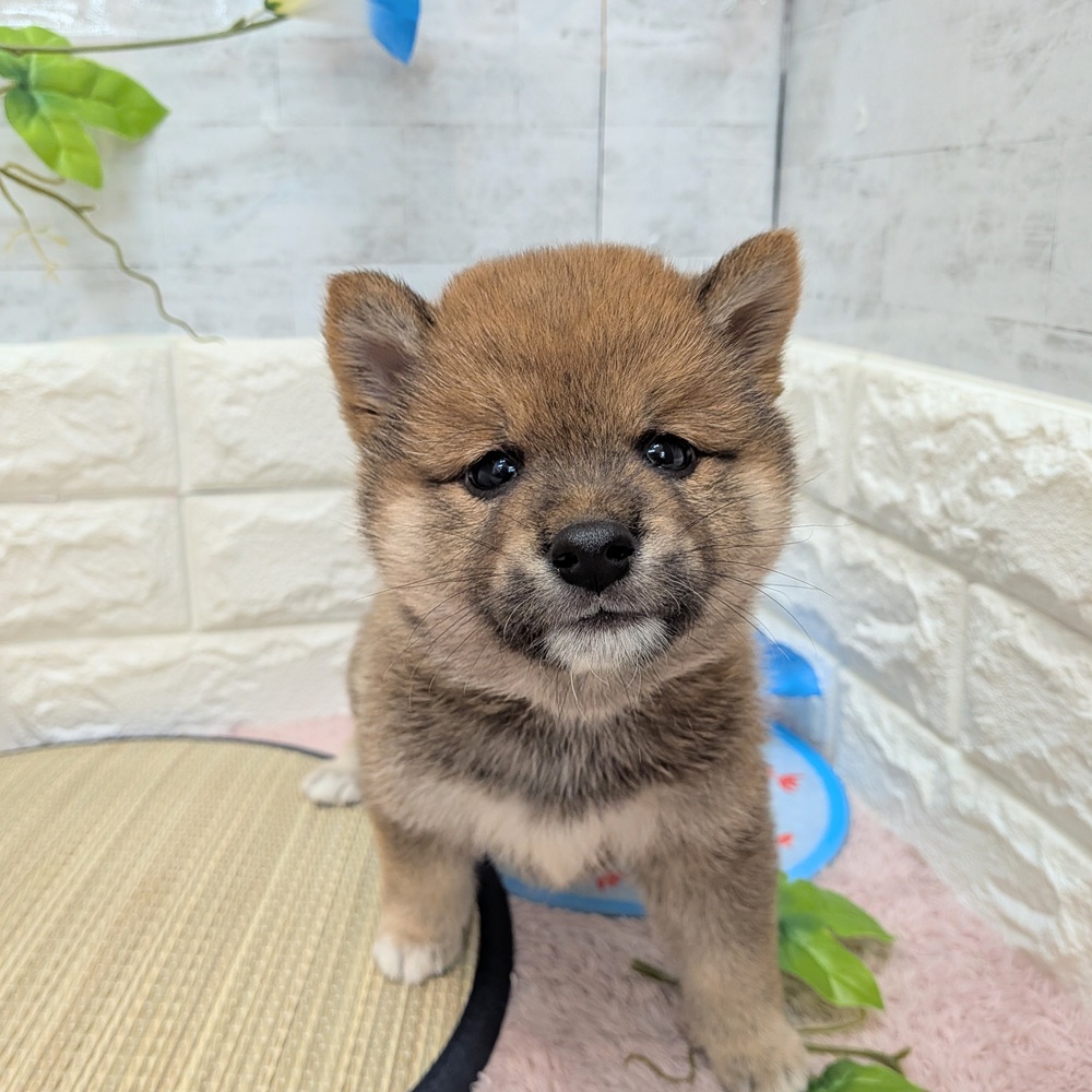 静岡県の柴犬(標準サイズ) (犬の家＆猫の里プレ葉ウォーク浜北店/2026年6月16日生まれ/男の子/赤)の子犬の2枚目の画像