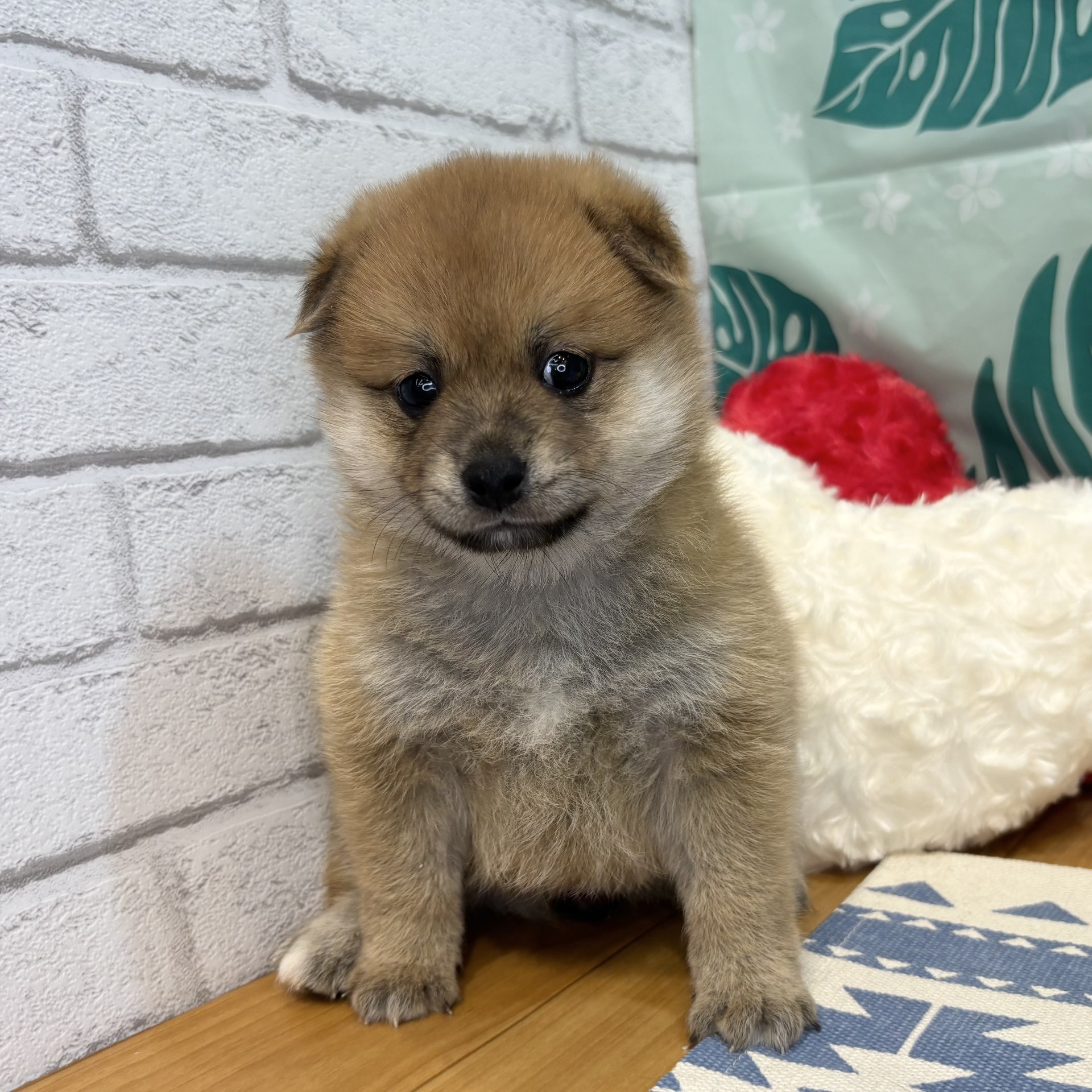 長野県のポメ柴/豆ポメ/ポメ豆柴(ポメラニアン×柴犬) (犬の家＆猫の里カインズ梓川店/2026年6月16日生まれ/女の子/赤)の子犬の2枚目の画像