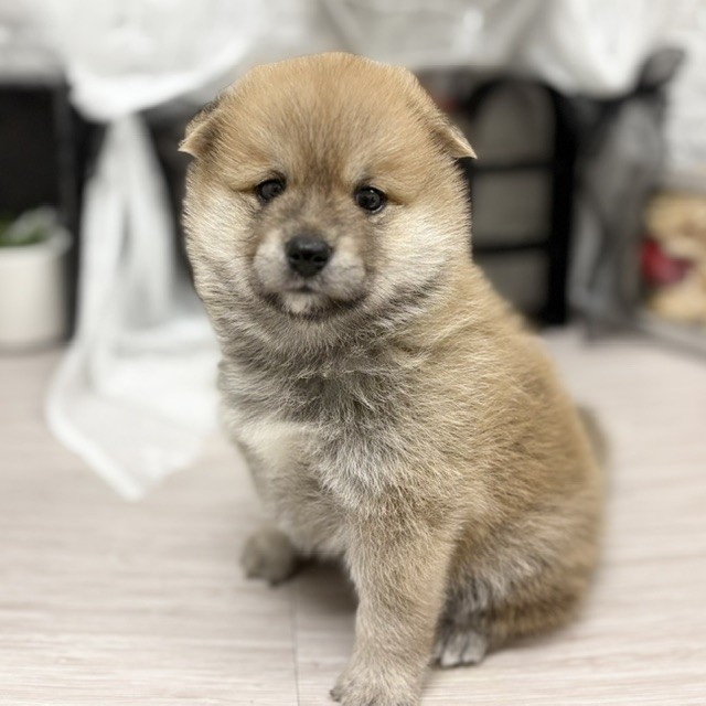 千葉県のポメ柴/豆ポメ/ポメ豆柴(ポメラニアン×柴犬) (犬の家＆猫の里ワンズモール稲毛店/2026年6月16日生まれ/男の子/赤)の子犬の1枚目の画像