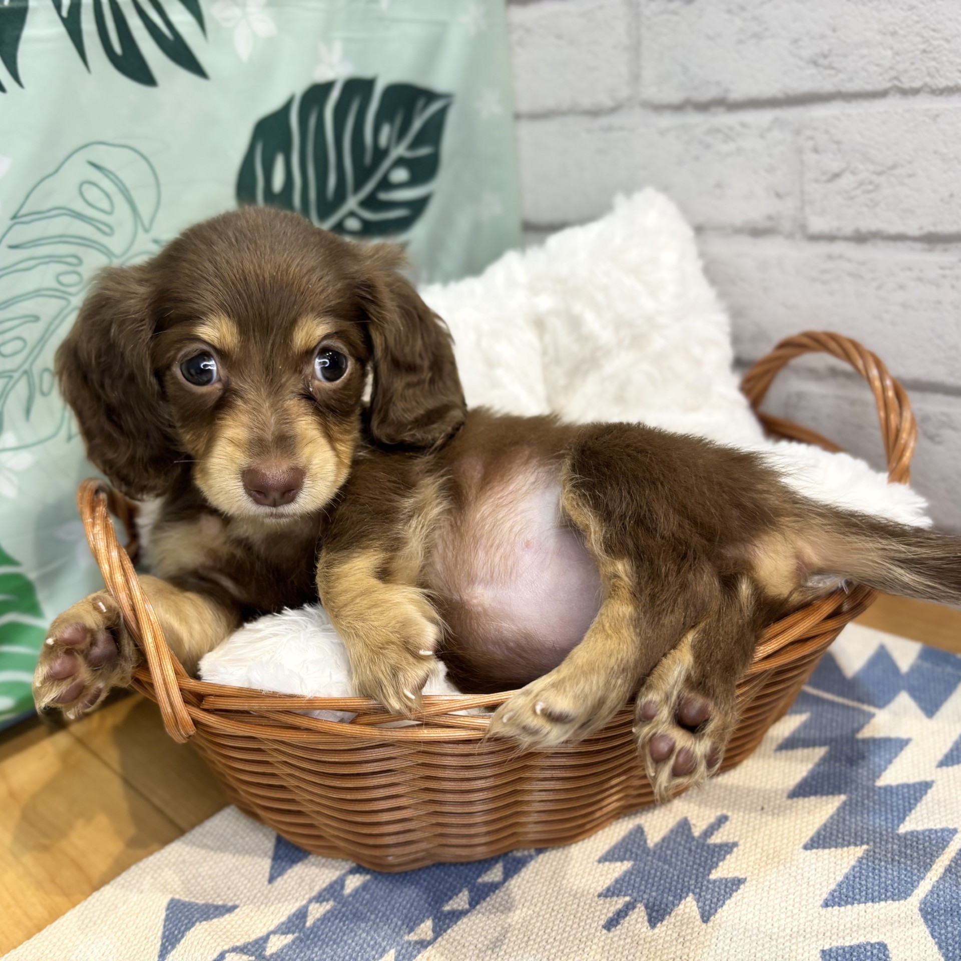 長野県のミニチュアダックスフンド(ロング) (犬の家＆猫の里カインズ梓川店/2026年6月16日生まれ/女の子/チョコレートタン)の子犬の2枚目の画像