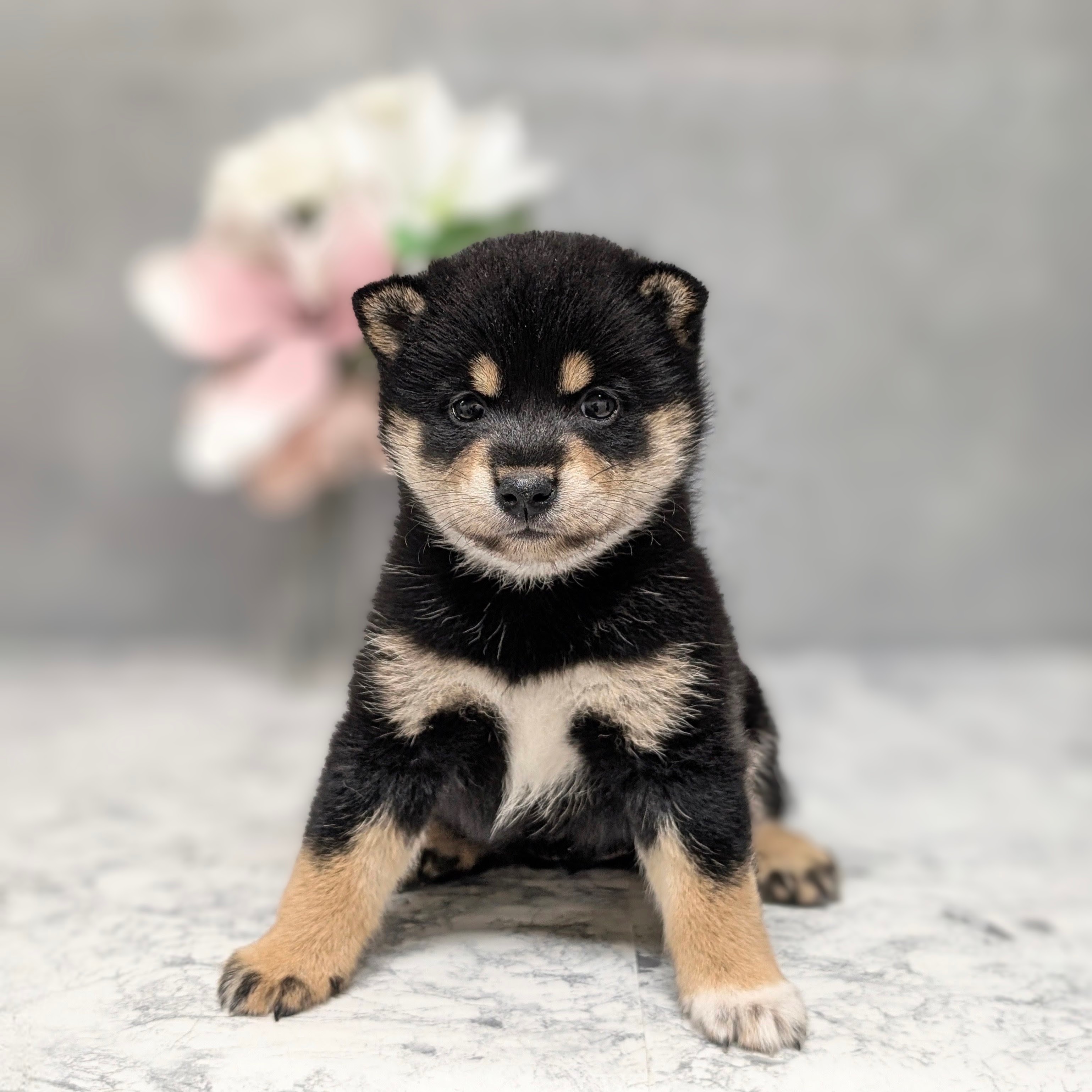 愛知県の柴犬(標準サイズ) (犬の家＆猫の里安城店/2026年6月16日生まれ/女の子/黒)の子犬の1枚目の画像