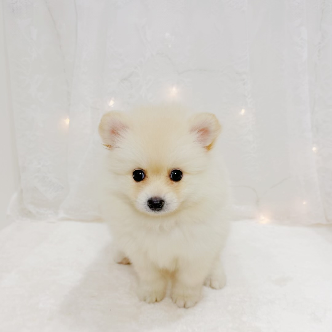 千葉県のポメラニアン (犬の家＆猫の里BIGHOPガーデンモール印西店/2026年6月16日生まれ/女の子/クリーム)の子犬の2枚目の画像