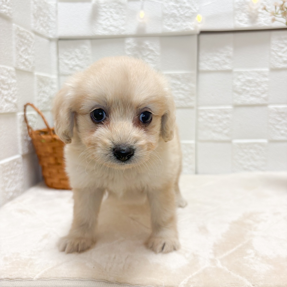 東京都のポメプー(ポメラニアン×プードル) (犬の家＆猫の里ペットフォレスト小平店/2026年6月14日生まれ/女の子/クリーム)の子犬の2枚目の画像