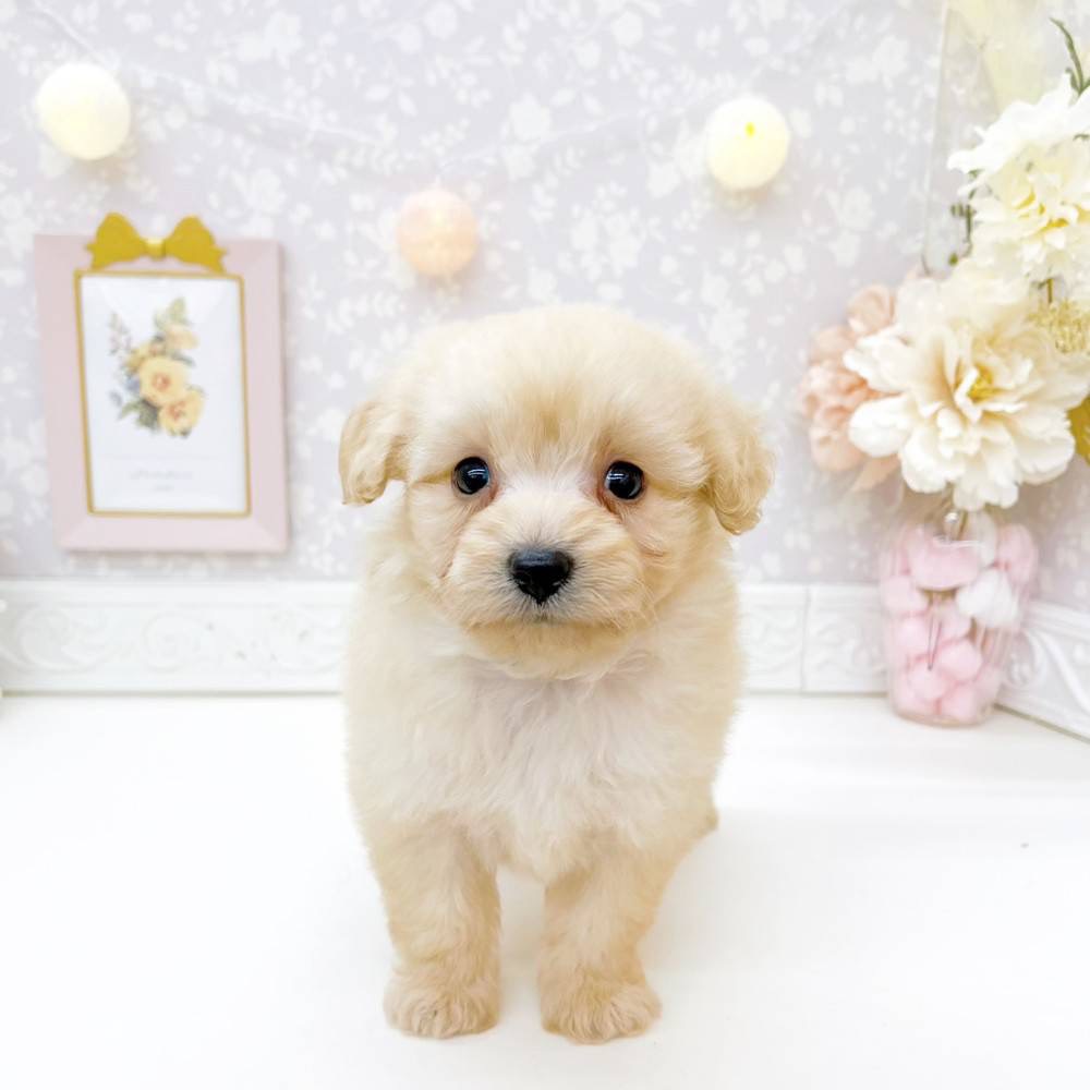 富山県のポメプー(ポメラニアン×プードル) (犬の家＆猫の里富山店/2026年6月14日生まれ/男の子/クリーム)の子犬の1枚目の画像