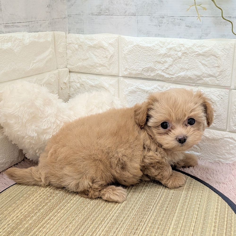 静岡県のチワプー/プーチー(チワワ×プードル) (犬の家＆猫の里プレ葉ウォーク浜北店/2026年6月15日生まれ/男の子/アプリコット)の子犬の2枚目の画像