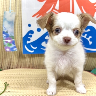 神奈川県のチワワ(ロング) (犬の家＆猫の里小田原店/2026年6月15日生まれ/男の子/ホワイト＆チョコレートフォーン)の子犬の1枚目の画像