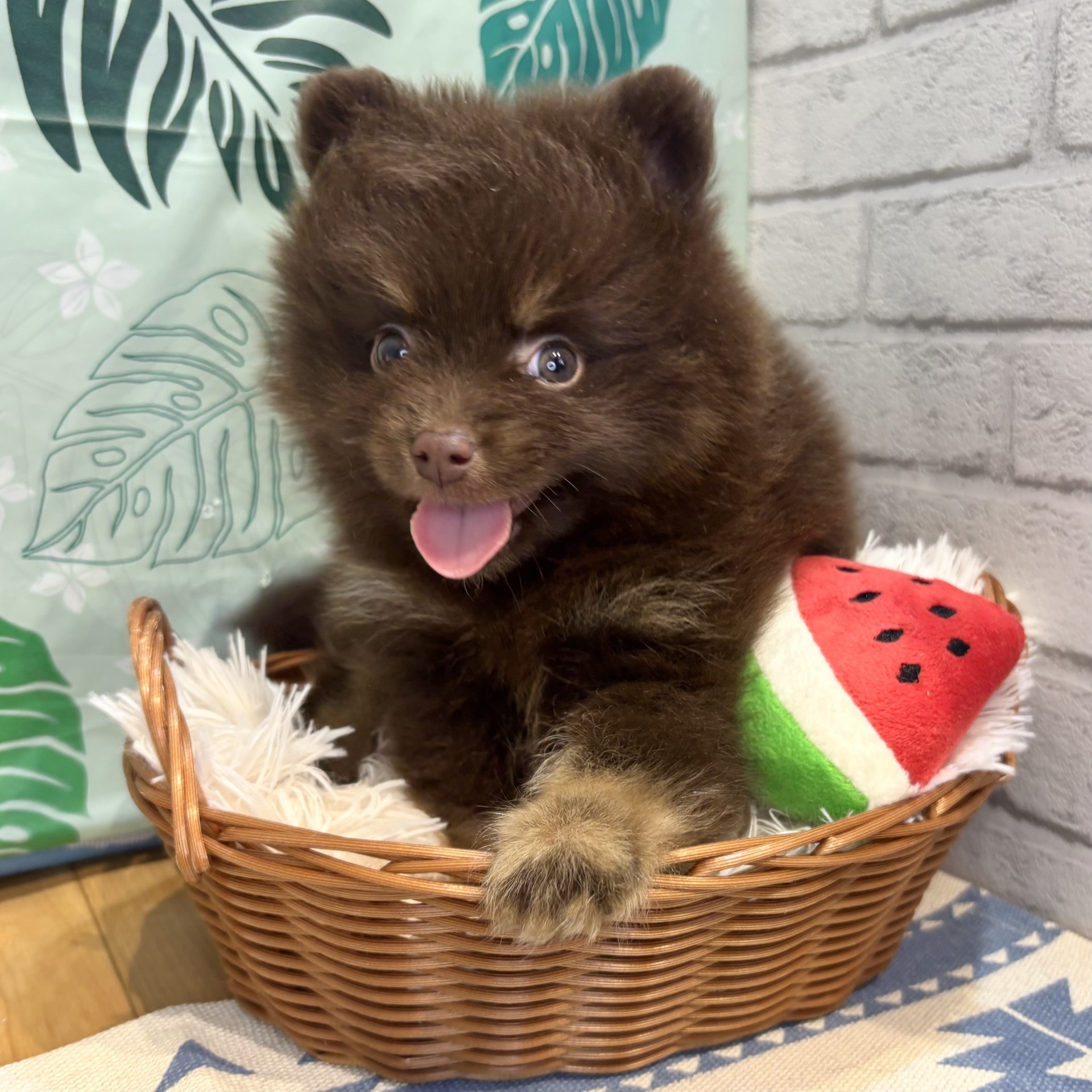 長野県のポメラニアン (犬の家＆猫の里カインズ梓川店/2026年6月16日生まれ/男の子/チョコレートタン)の子犬の2枚目の画像