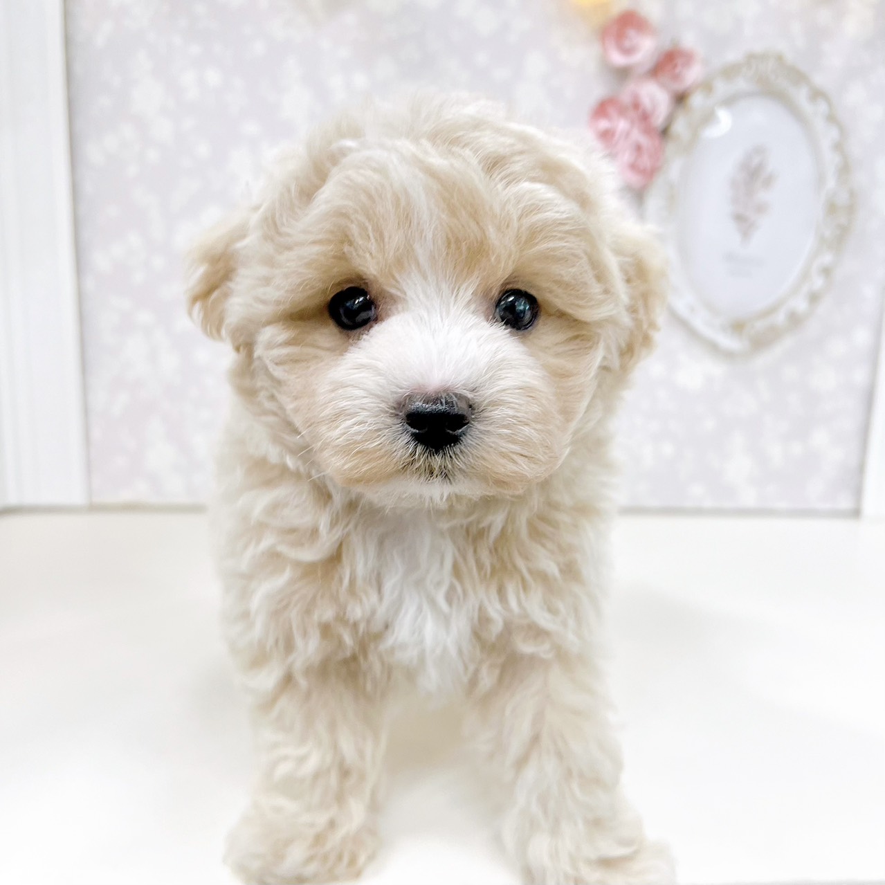 富山県のマルプー(マルチーズ×プードル) (犬の家＆猫の里アミーゴ高岡蓮花寺店/2026年6月15日生まれ/男の子/クリーム)の子犬の2枚目の画像