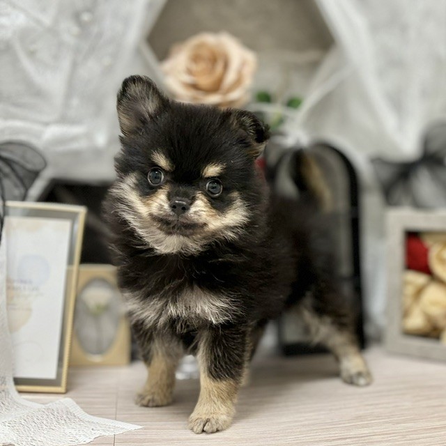千葉県のポメチワ/チワポメ/ポメチー(ポメラニアン×チワワ) (犬の家＆猫の里ワンズモール稲毛店/2026年6月14日生まれ/男の子/ブラックタンホワイト)の子犬の2枚目の画像