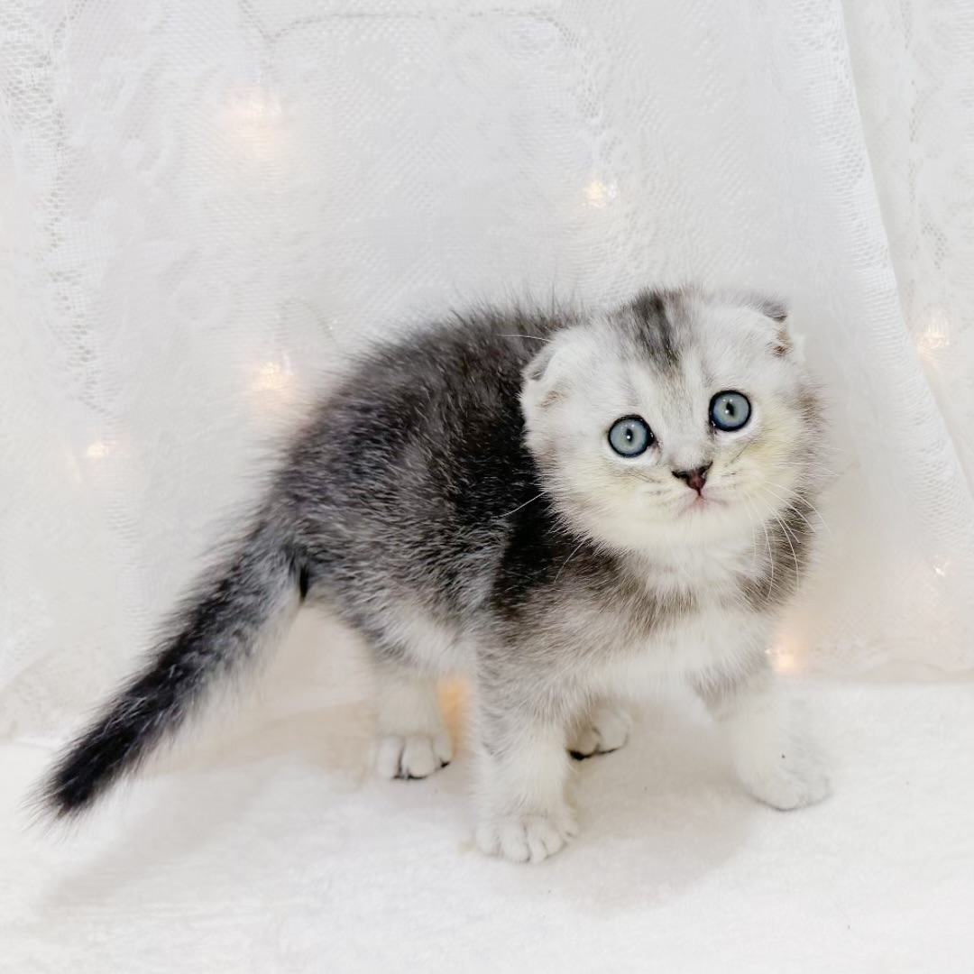 千葉県のスコティッシュフォールド (犬の家＆猫の里BIGHOPガーデンモール印西店/2026年6月16日生まれ/男の子/シルバータビー)の子猫の2枚目の画像