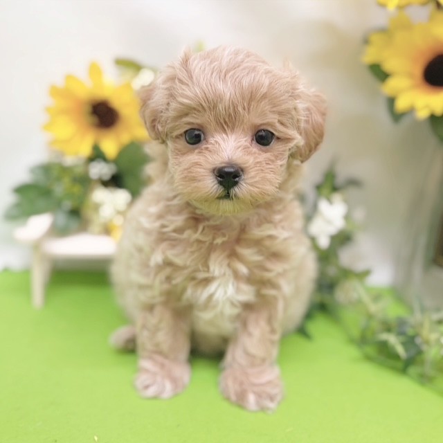 静岡県のマルプー(マルチーズ×プードル) (犬の家＆猫の里藤枝店/2026年6月16日生まれ/女の子/アプリコット)の子犬の1枚目の画像