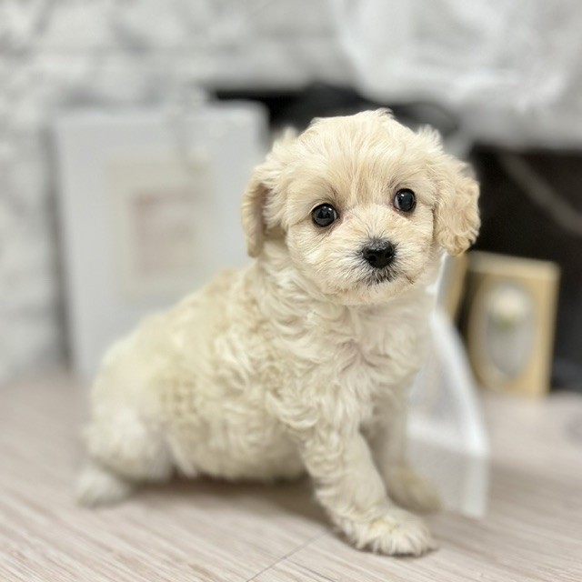 千葉県のチワプー/プーチー(チワワ×プードル) (犬の家＆猫の里ワンズモール稲毛店/2026年6月16日生まれ/女の子/クリーム)の子犬の2枚目の画像