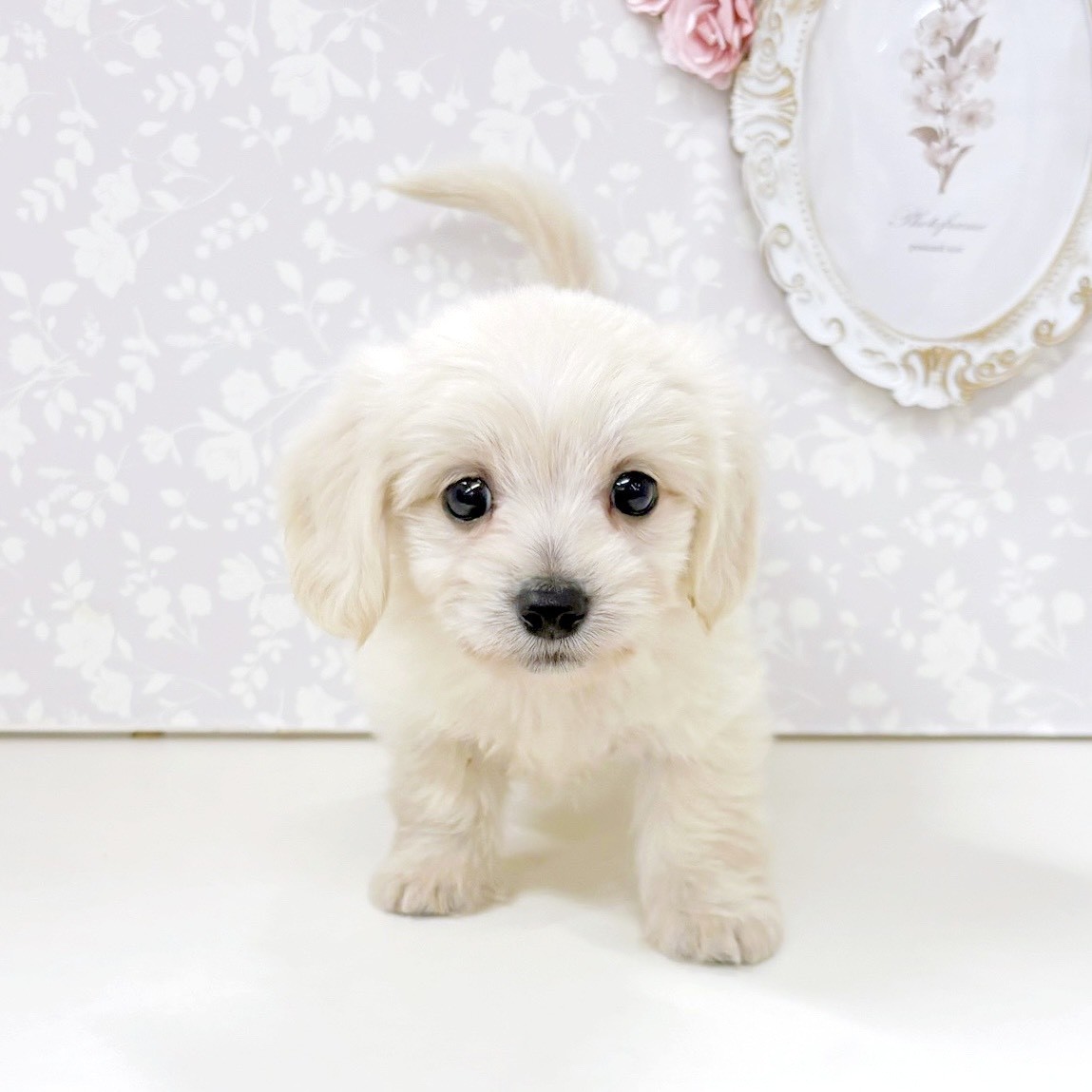 富山県のマルックス(マルチーズ×ダックス) (犬の家＆猫の里アミーゴ高岡蓮花寺店/2026年6月15日生まれ/女の子/クリーム)の子犬の2枚目の画像